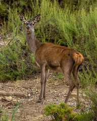 Obraz premium Cervus elaphus