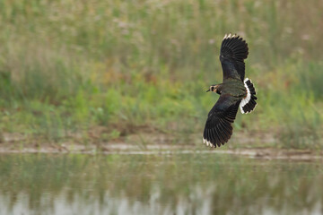 Vanellus vanellus