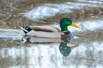 Obraz premium Anas platyrhynchos