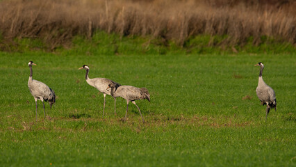 Obraz premium Grullas