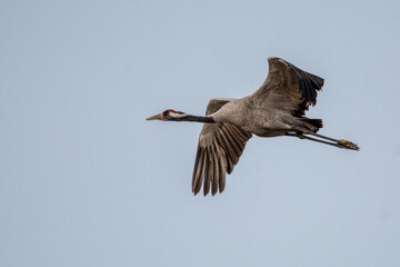 Obraz premium Grulla