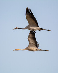 Obraz premium Grulla