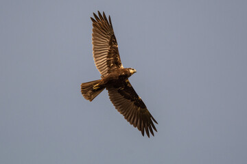 Circus aeruginosus