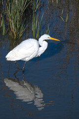 Great Egret wading in a tidal estuary, with reflection in water, and cordgrass in background.
