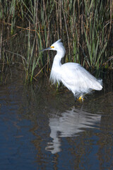 Fototapeta premium Profile view of Snowy Egret wading in tidal estuary.