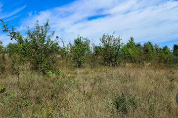 Obraz premium Natural summer scenery and scattered trees on a warm sunny day. A perfect high-resolution background for nature, tranquility, and outdoor-themed designs