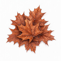 Fototapeta premium Dried brown maple leaves arranged in beautiful display on white background