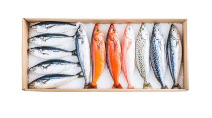 Fresh Fish Display in Box on Ice for Seafood Market or Restaurant