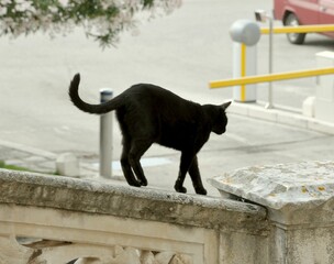 Black cat