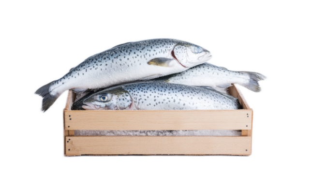 Freshly Caught Salmon on Ice in Wooden Box for Culinary Use