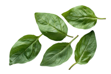 Bhringraj Leaves Isolated on Transparent Background