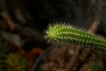 Fototapeta premium Close-Up of Cactus Stem with Sharp White Spines