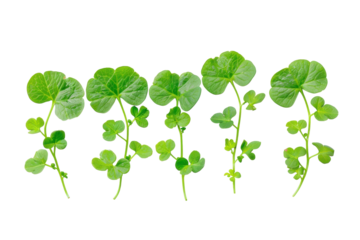 Brahmi Herb Plant Isolated on Transparent Background