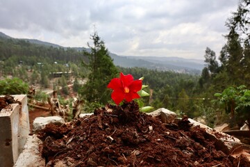 Flowers in the Mountains