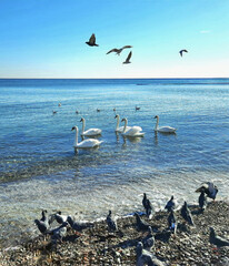 seagulls, swans and doves in the air, water and coast of the Black Sea
