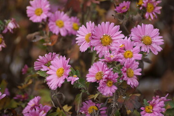 Obraz premium Cold snowflakes on thin petals, Winter has come cold, Romance beauty who needs it, Summer is long gone.