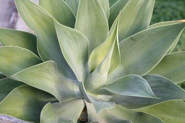 close up of succulent plant
