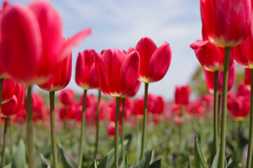 Obraz premium Beautiful tulip flower garden. The Expo 70 Commemorative Park, Osaka, Japan