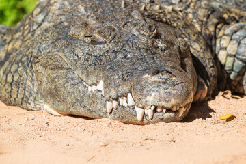 photographs of African crocodile in its natural habitat in the middle of nature