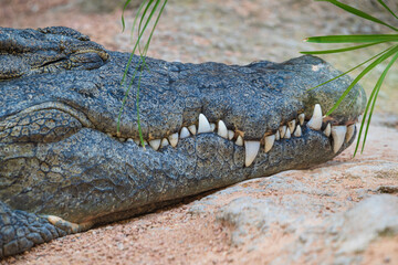 photographs of African crocodile in its natural habitat in the middle of nature
