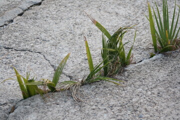 grass growing through the cracks