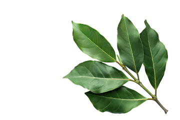 Obraz premium Indian Bay Leaf Isolated on Transparent Background