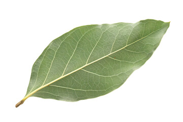 Fresh Indian Bay Leaf Isolated on Transparent Background