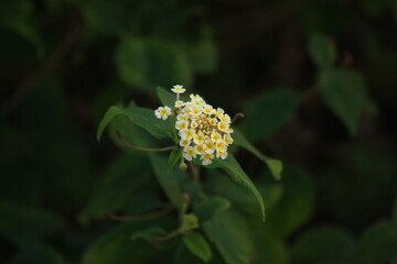 close up of lantana
