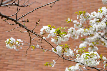 Branches of sakura flowers, cherry blossom