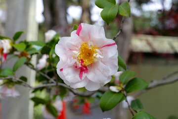 Beautiful camellia flower on tree.