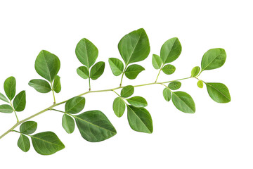 Fototapeta premium Fresh green leaf branch with oval leaves botanical illustration isolated on Transparent Background