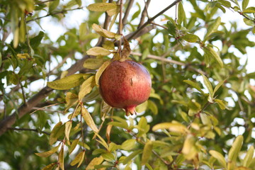 pomegranate on tree