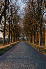 Obraz premium Cobblestone path lined with bare trees extends into the distance. Rural Dutch landscape.