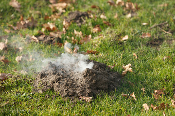 Smoke rises from a mound of disturbed earth in a grassy area.  Possible mole activity.