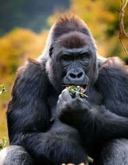 Fototapeta premium Portrait of gorilla in the wild