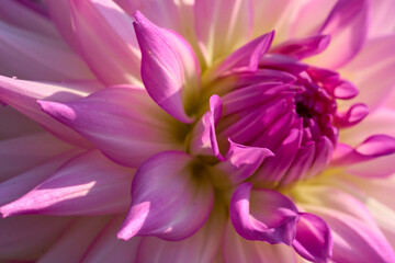 Crisp Flower Chrysanthemen