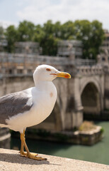 seagull in Rome
