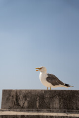 seagull in Rome