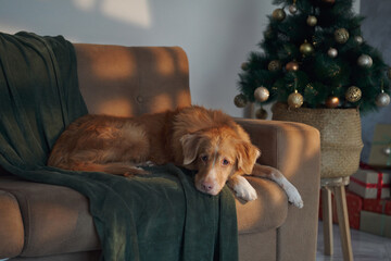 A Nova Scotia Duck Tolling Retriever reclining on a couch with a brightly lit Christmas tree in the...