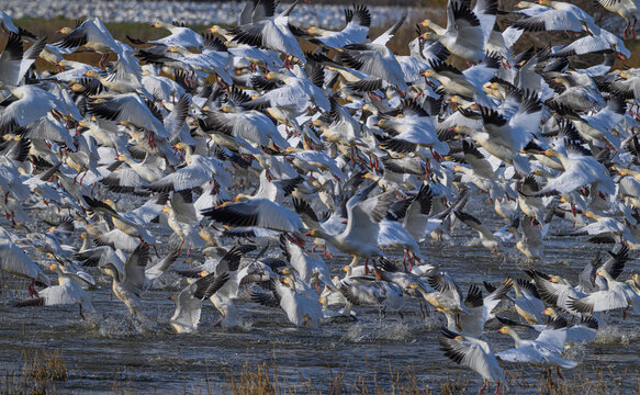 Snow Geese in the Pacific flyway in Northern California