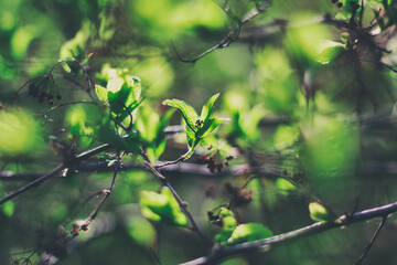 The spring leaves in the morning sun