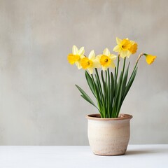 Natural daffodils in ceramic pot