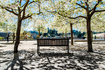 Blossom Cherry Blossom Trees Above Bench in Millennium Plaza Park of Lake Oswego Portland, Oregon