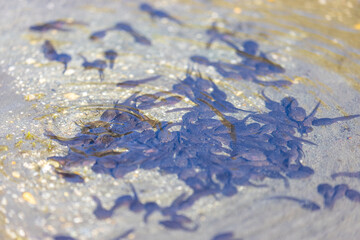 Tadpole in the water pond