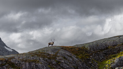 Fototapeta premium Reindeer in the mountains, with clouds in the background.