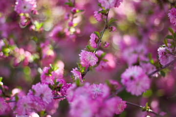 The pink sakura in the spring garden