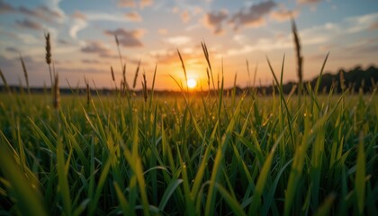 A close-up view of a grassy field with the setting sun behind it, Evening sun setting behind a sea of grass