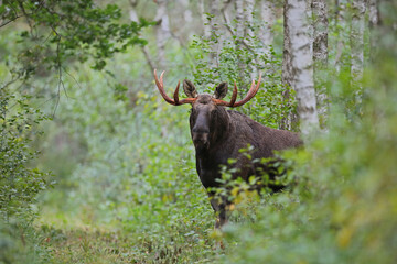 Łoś (Alces alces) moose © Bartosz Rakoczy