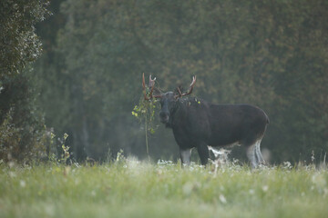 Łoś (Alces alces) moose © Bartosz Rakoczy