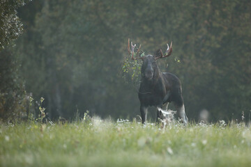 Łoś (Alces alces) moose © Bartosz Rakoczy